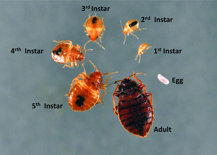 Bed bugs  UMN Extension
