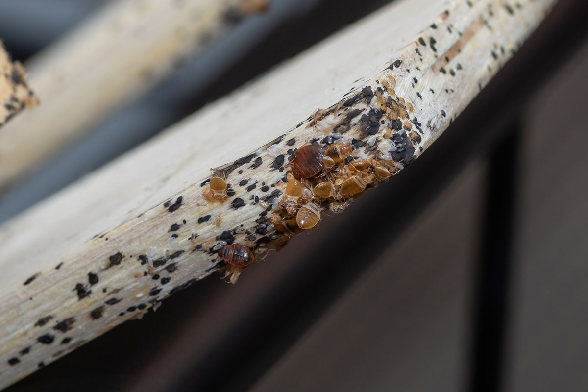 A large group of young bed bugs gathering together.