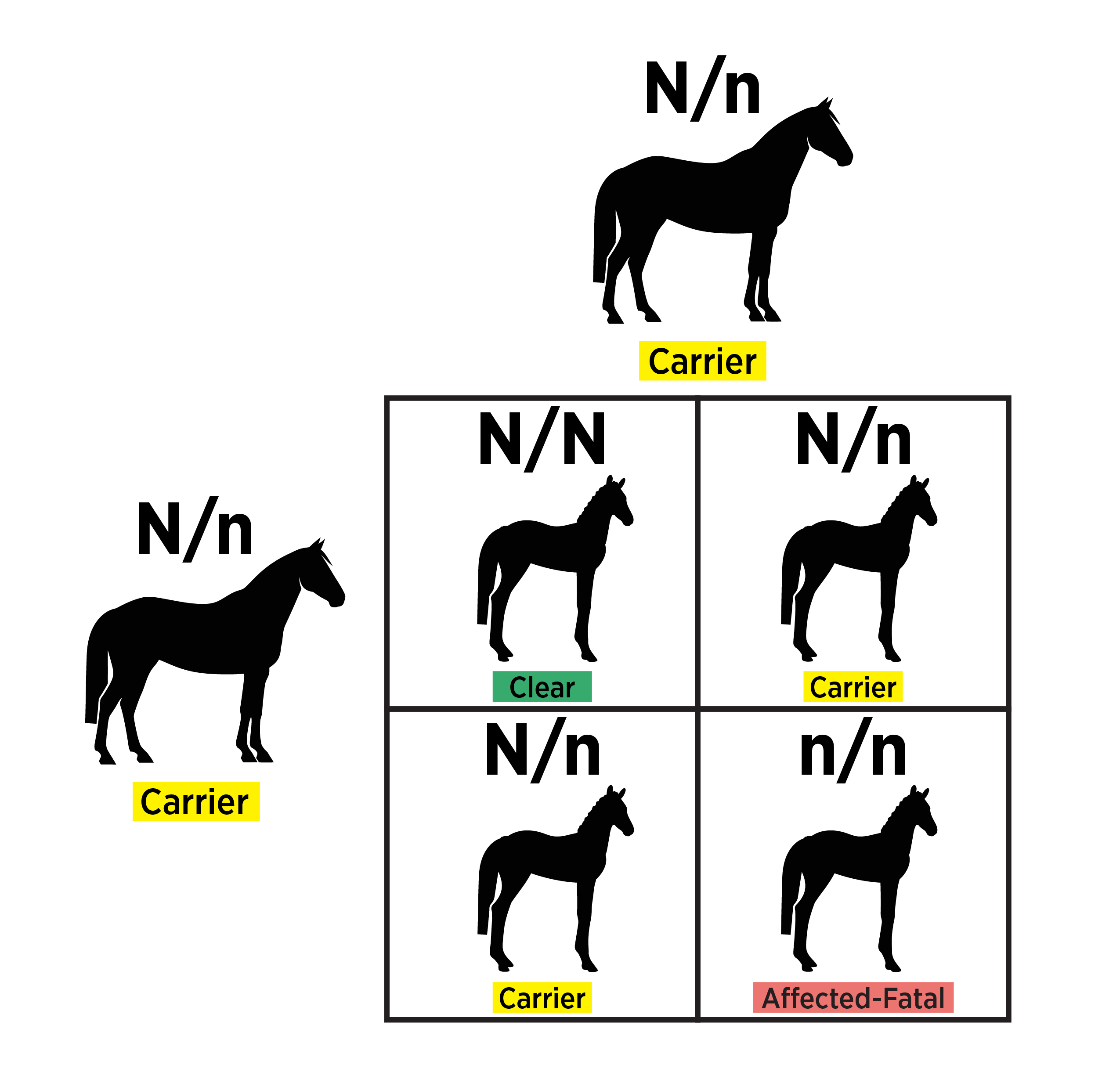 Genetic inheritance diagram showing two N/n carrier horses producing offspring. The four possible genotypes are N/N (clear), N/n (carrier), N/n (carrier), and n/n (affected-fatal).