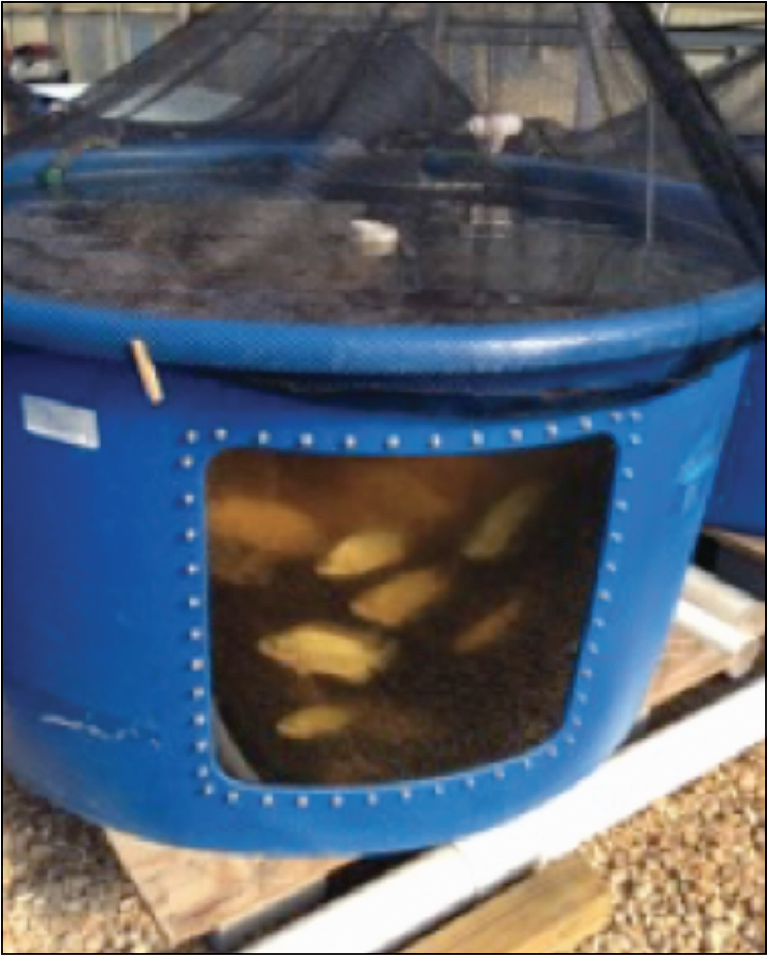 Tilapia production tank with netting.