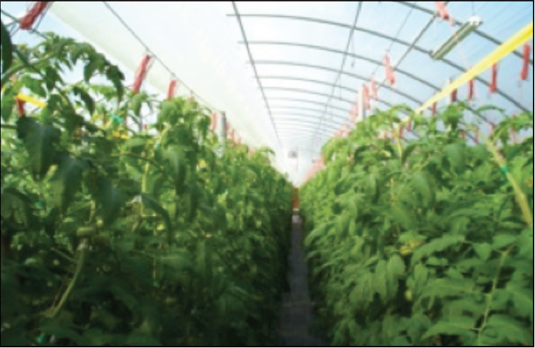 Use of yellow sticky tape to trap insects in tomato production.