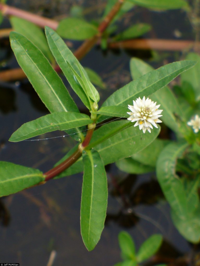 An example of Alligator Weed.
