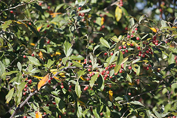 An example of Autumn Olive plant.