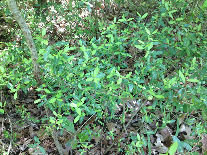 Example of a Chinese Privet plant.