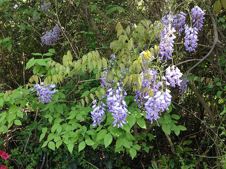 Example of a Chinese Wisteria plant.