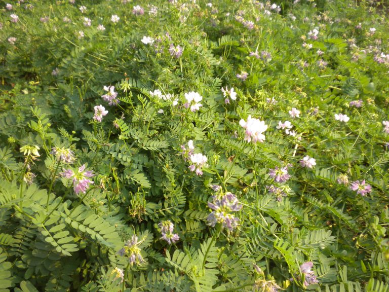 Example of a Crown Vetch plant.