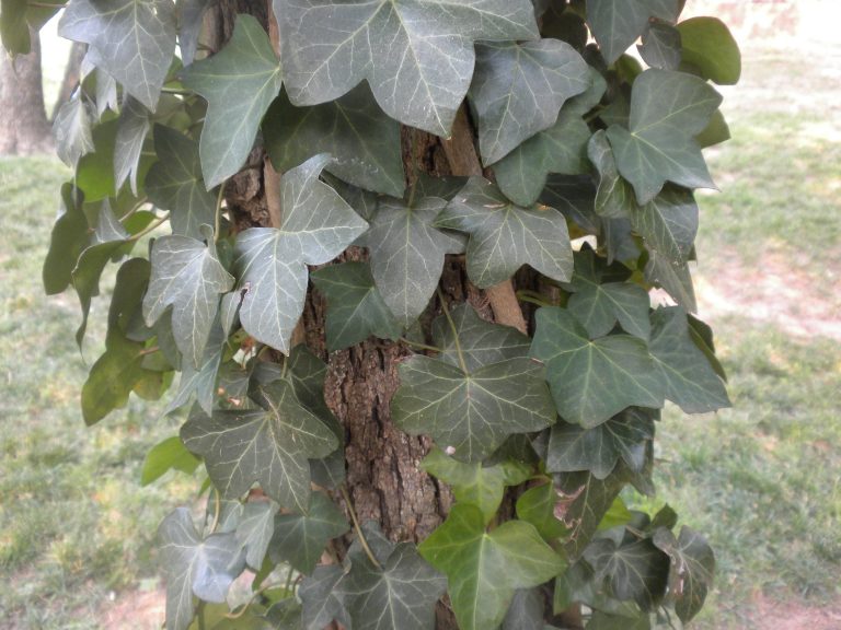Example of an English Ivy plant.