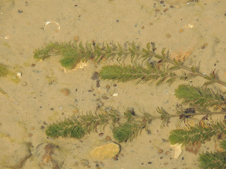 Example of an Hydrilla plant.