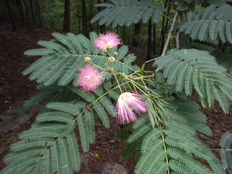 Example of a Mimosa plant.