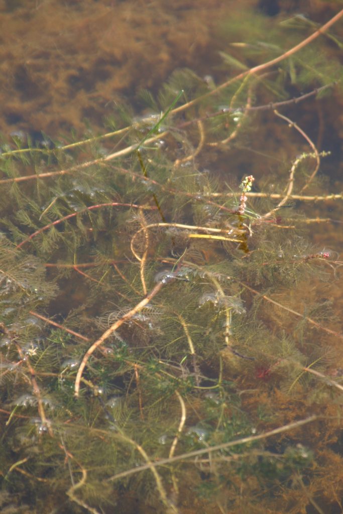 Example of a Watermilfoil plant.