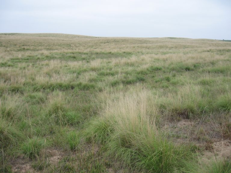 Example of Weeping Lovegrass.