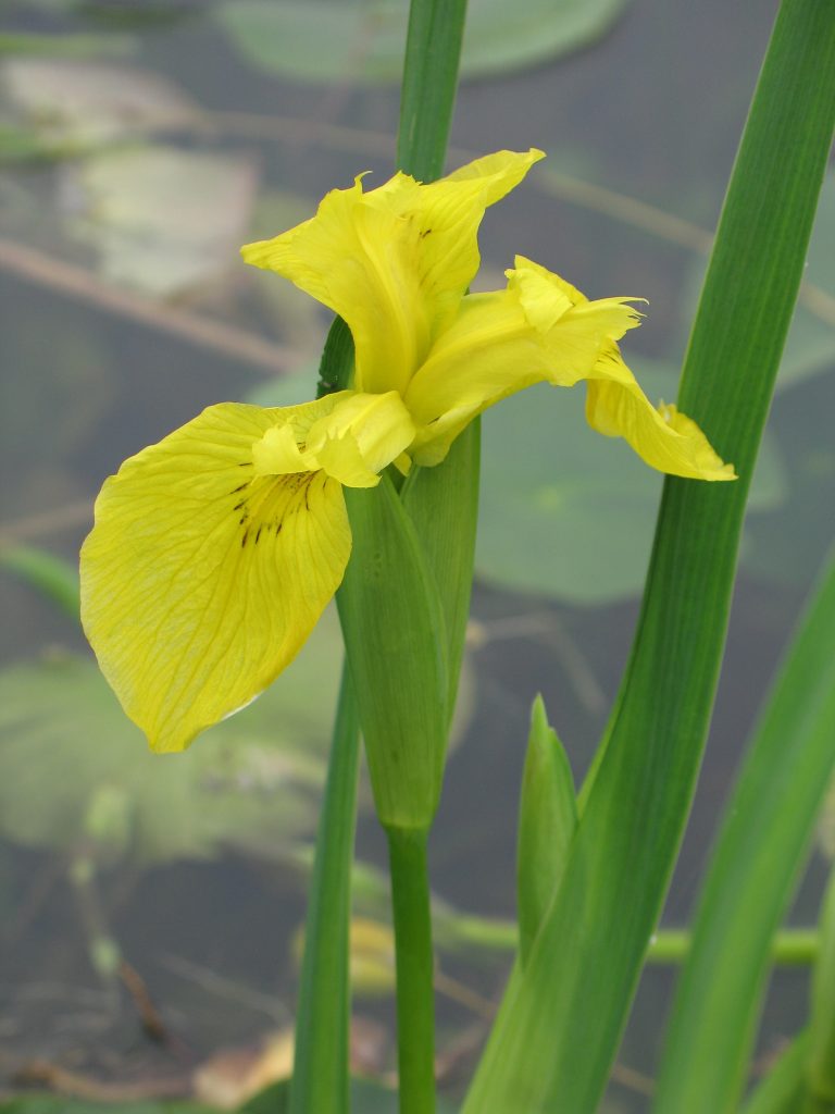 Example of a Yellow Iris.