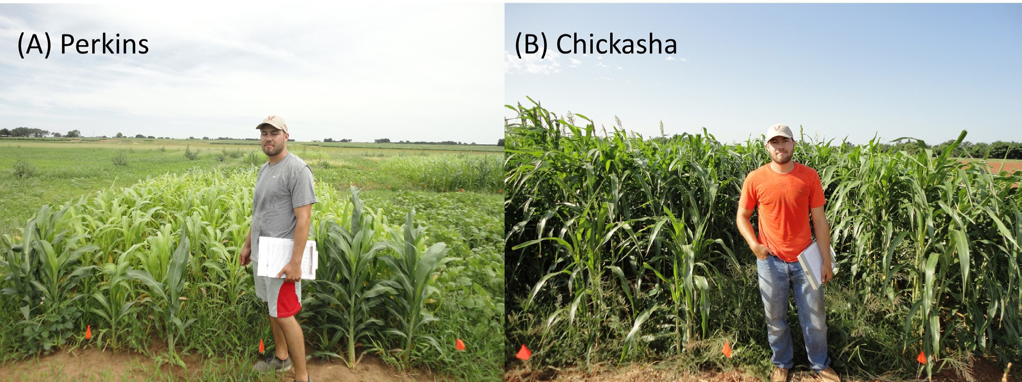 Sorghum-sudan forage production at late July 2016 at low-fertile soils, Perkins and fertile soils, Chickasha. Sorghum-sudan forage production at late July 2016 at low-fertile soils, Perkins and fertile soils, Chickasha.