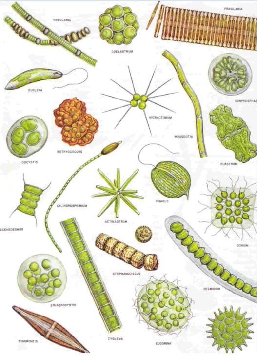 This illustration depicts different types of plankton.