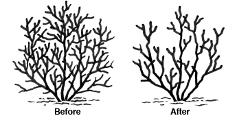 Before and after of proper thinning of a shrub.