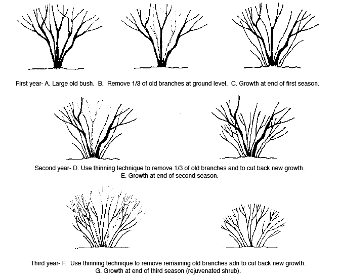 When To Trim Your Shrubs When To Trim Evergreen Bushes American