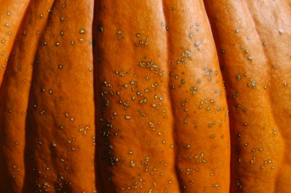 Fruit spot symptoms of bacterial leaf spot on a pumpkin.