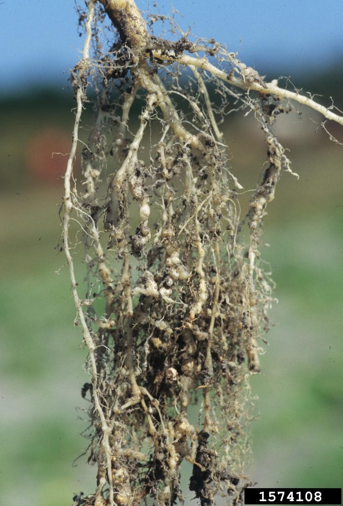 Galling of squash roots from root-knot nematode.