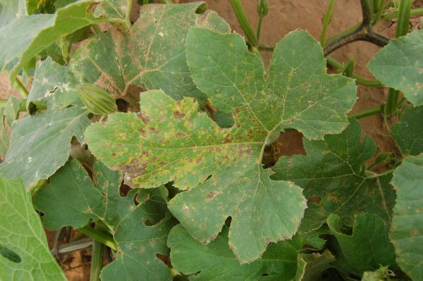 Leaf spot symptoms of bacterial leaf spot.