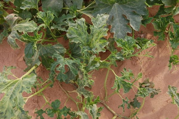 Mosaic virus symptoms include leaf distortion and mosaic patterns of light and dark green areas.