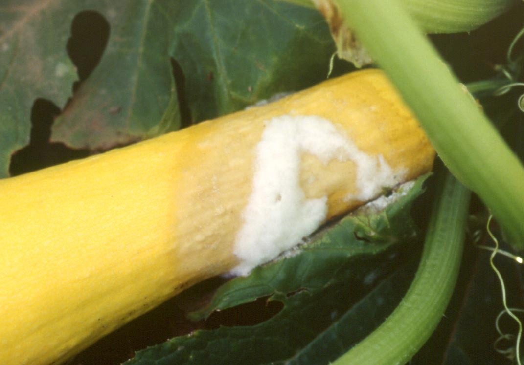 Pythium or cottony leak fruit rot on yellow squash.