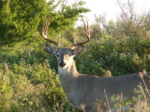 One male, mature buck in the wild.