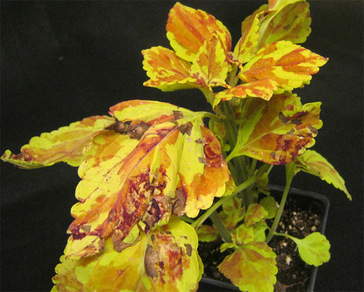 Plant exhibting suspicious sysmptoms