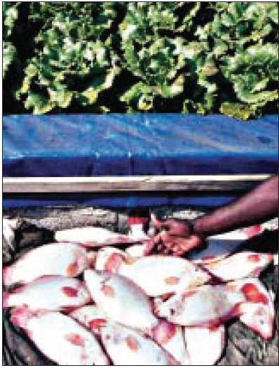 A group of red tilapia.