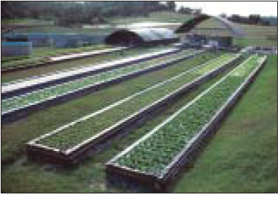 An early model of the UVI aquaponic system in St. Croix showing the staggered production of leaf lettuce in six raft hydroponic tanks.