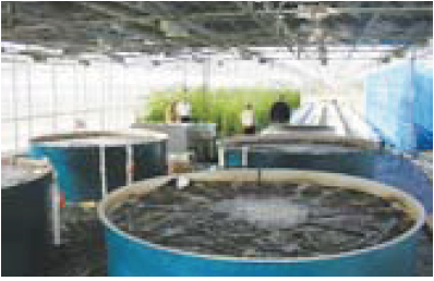 The UVI aquaponic system at the New Jersey EcoComplex at Rutgers University.