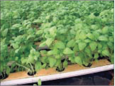 Basil plants sitting in an aquaponic system.