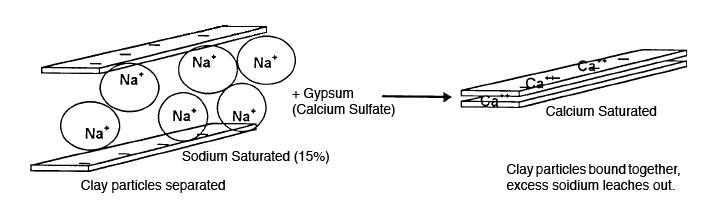Illustration of when gypsum reacts to the soil. Illustration of when gypsum reacts to the soil.
