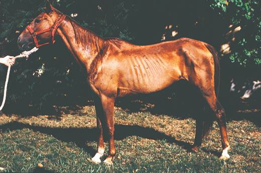  Horse in a body condition score 1.