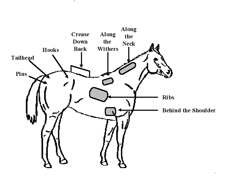 Locations of Fat Cover used in Body Condition Scoring System.