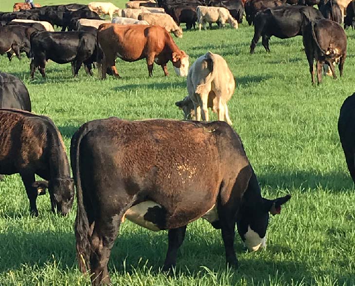 Cattle grazing on a bermudagrass pasture.