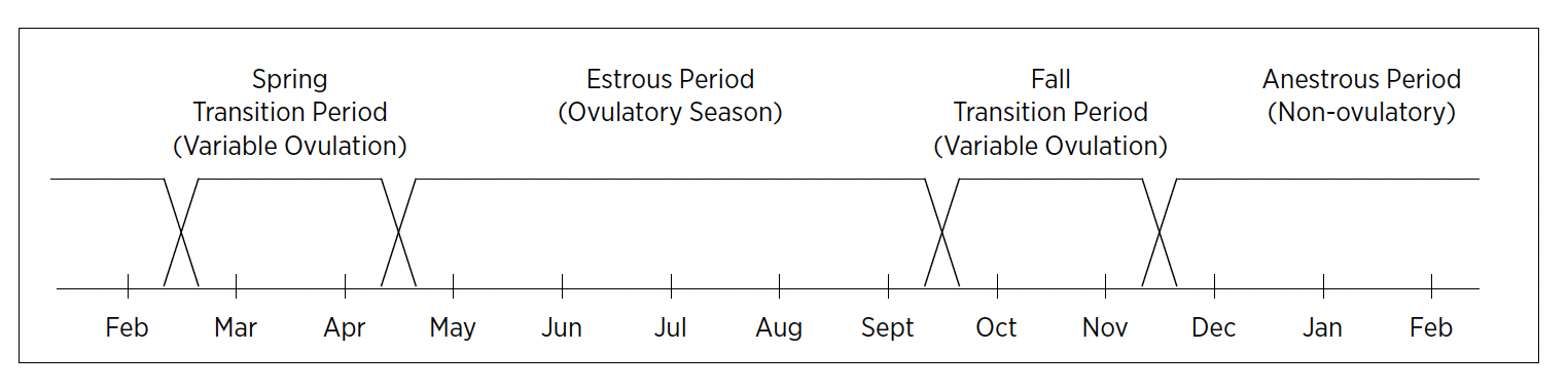 Example for the mare polyestrous type of estrous cycle, including Spring Transition Period (Variable Ovulation), Estrous Period (Ovulatory Season), Fall Transition Period (Variable Ovulation) and Anestrous Period (Non-ovulatory).