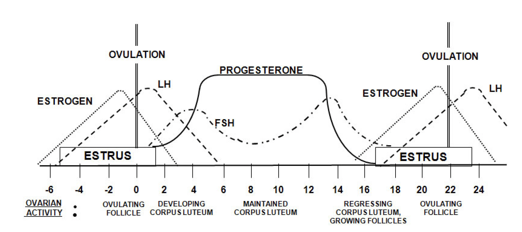 A drawing of the process on how the hormone levels correspond with ovariann activity in the estrous period.