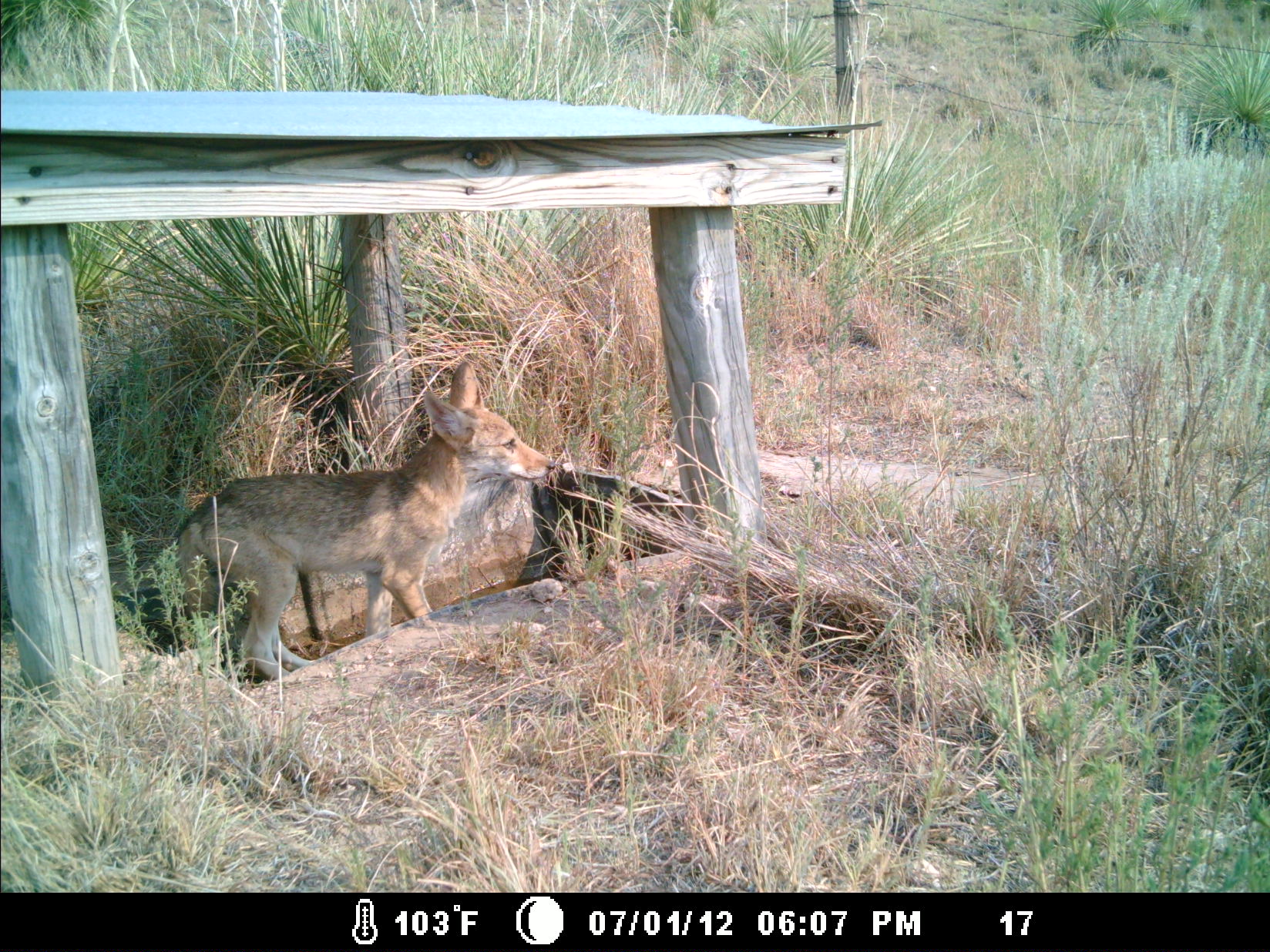 Coyote captured on camera drinking from water development