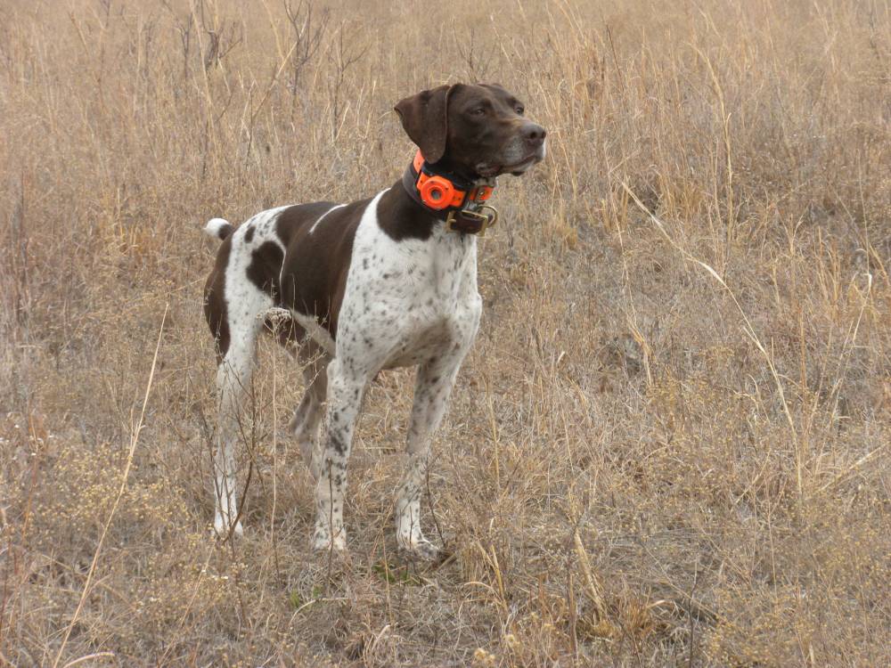 Hunting dog standing in a field