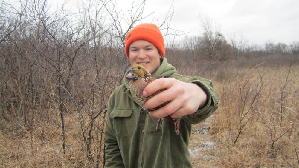 Oklahoma State University graduate student researcher Dillon Fogarty with a collared Northern bobwhite on the McFarlin-Ingersoll Ranch, Inola.