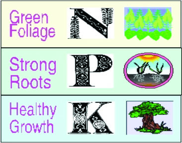Illustration highlighting the purpose of N, P, and K in plant growth.
