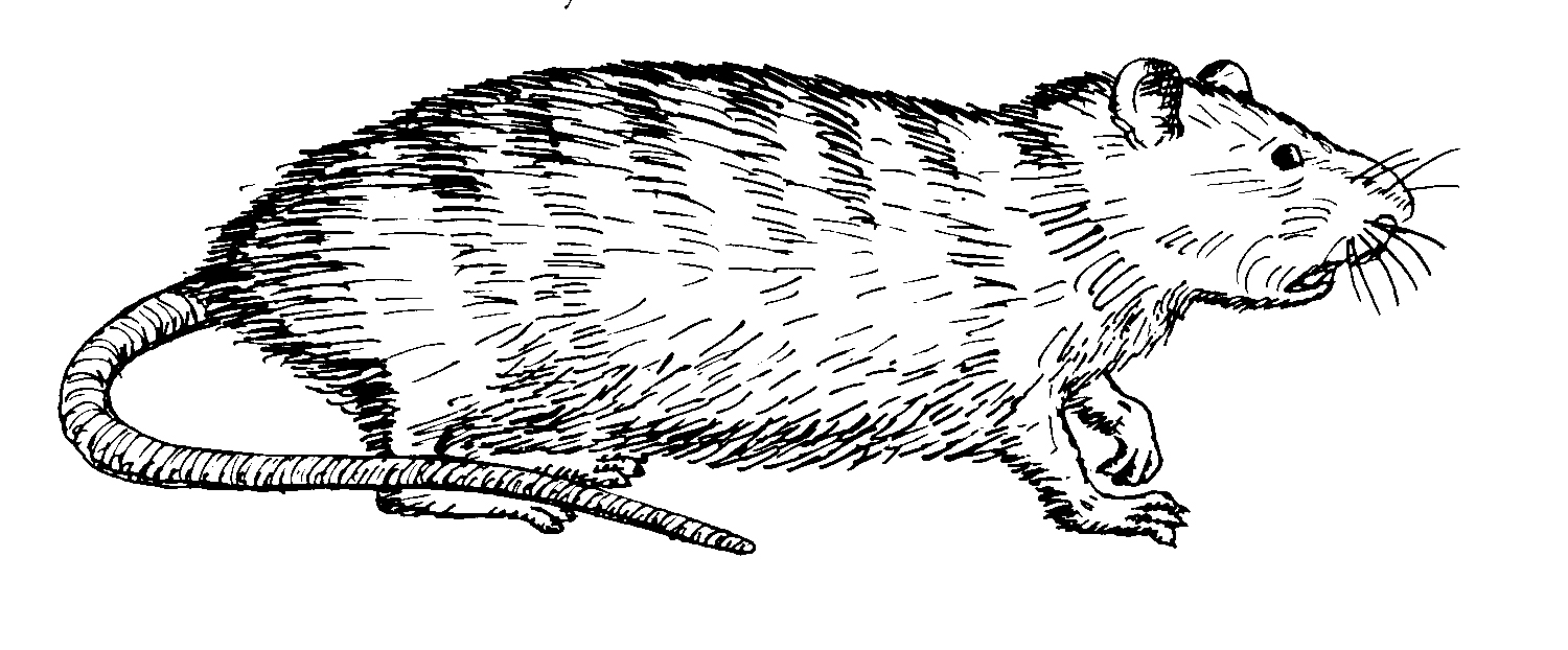 Common rat