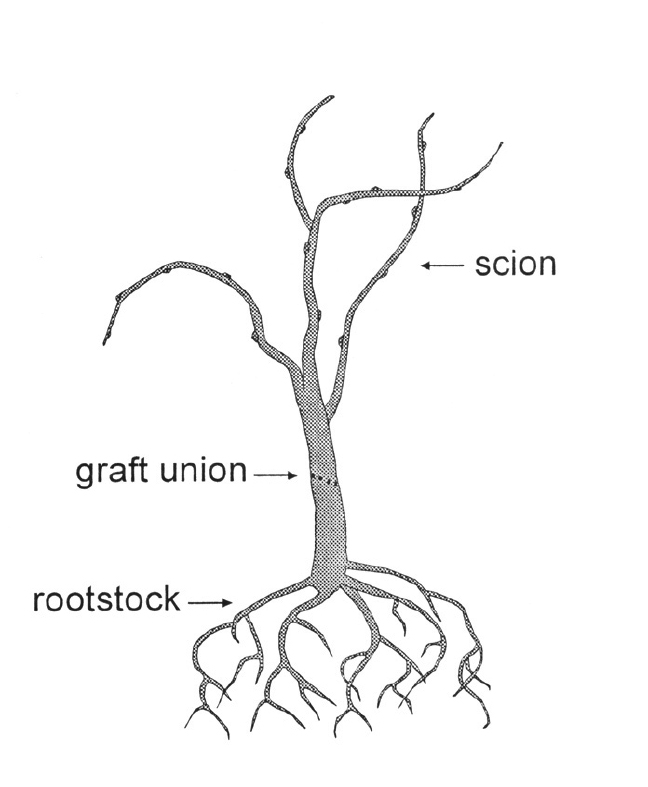 The scion is grafted onto the rootstock, creating a graft union between the two plants.