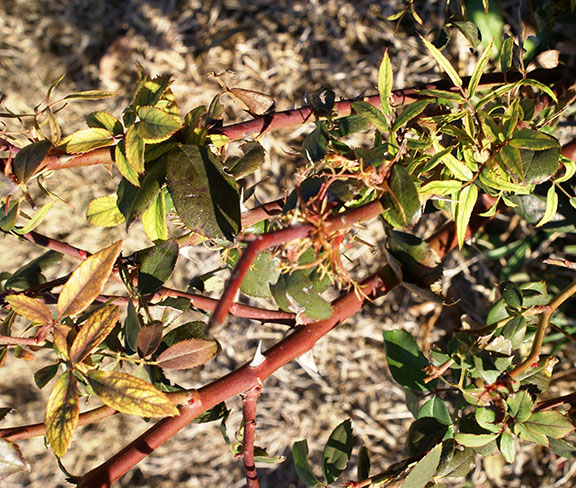 Leaf distortion and yellowing of a rose caused by drift from herbicide use in the landscape.