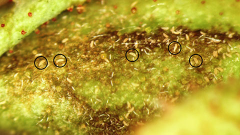 The eriophyid mites that transmit RRV are microscopic.