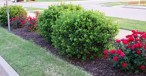 Mixed plantings of roses and non-host material may slow the spread of RRD in landscape plantings.