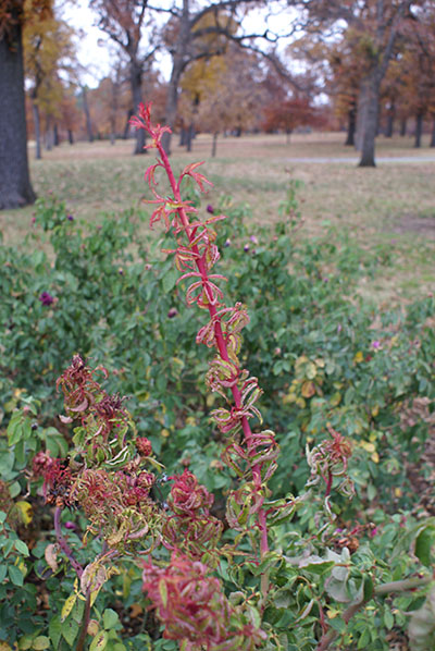 Rose rosette disease causes elongated rose shoots, leaf distortion and an unusual red or yellow mottling of the leaves.