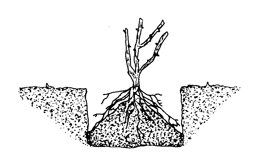 Make the hole big enough to fit the roots over the firmed cone of soil.