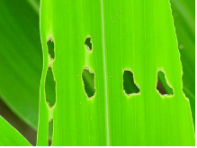 Shotholes on a leaf
