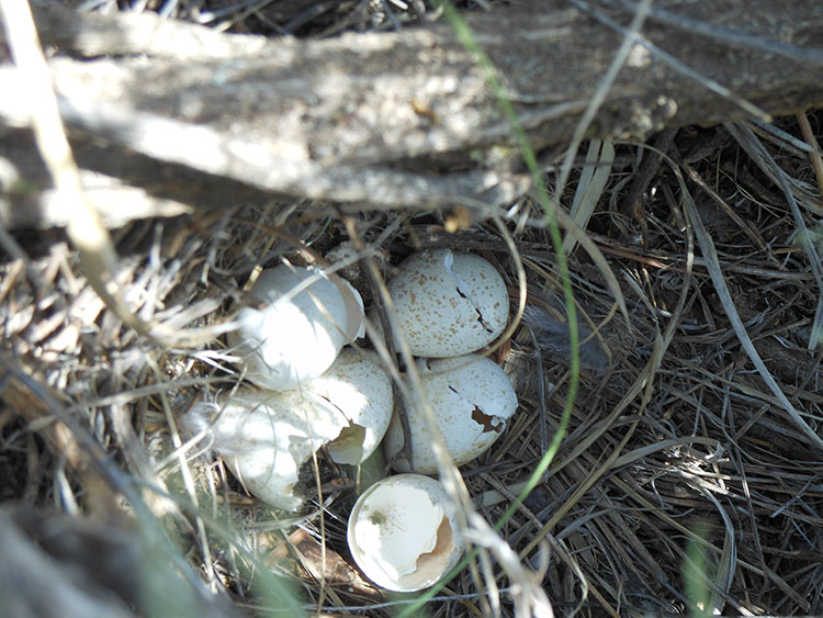 Hatched quail eggs in a nest